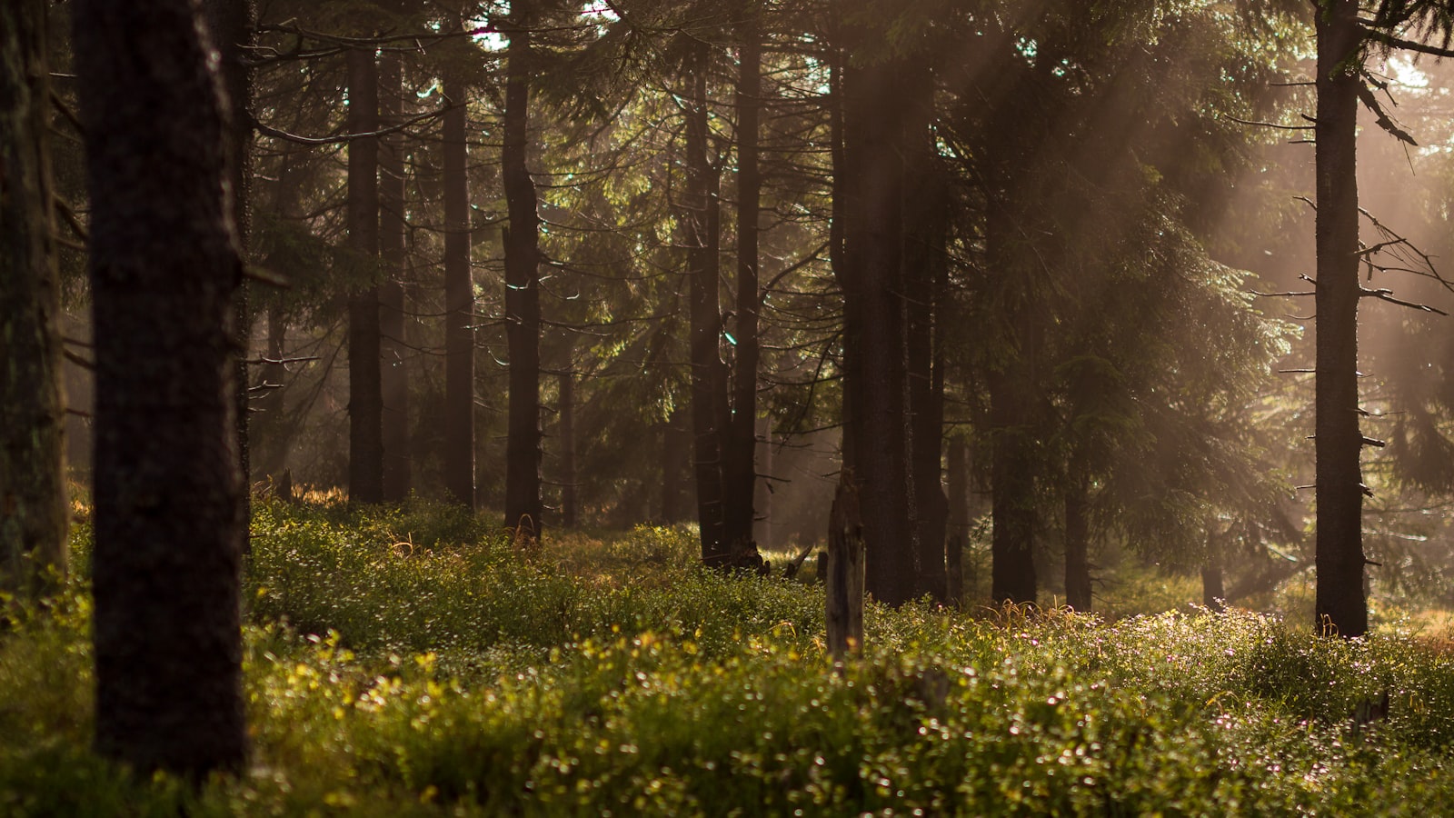 Sunbeams streaming through a forest showing light direction